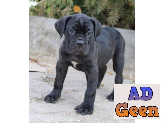 used Male and female cane corso puppy available for sale 